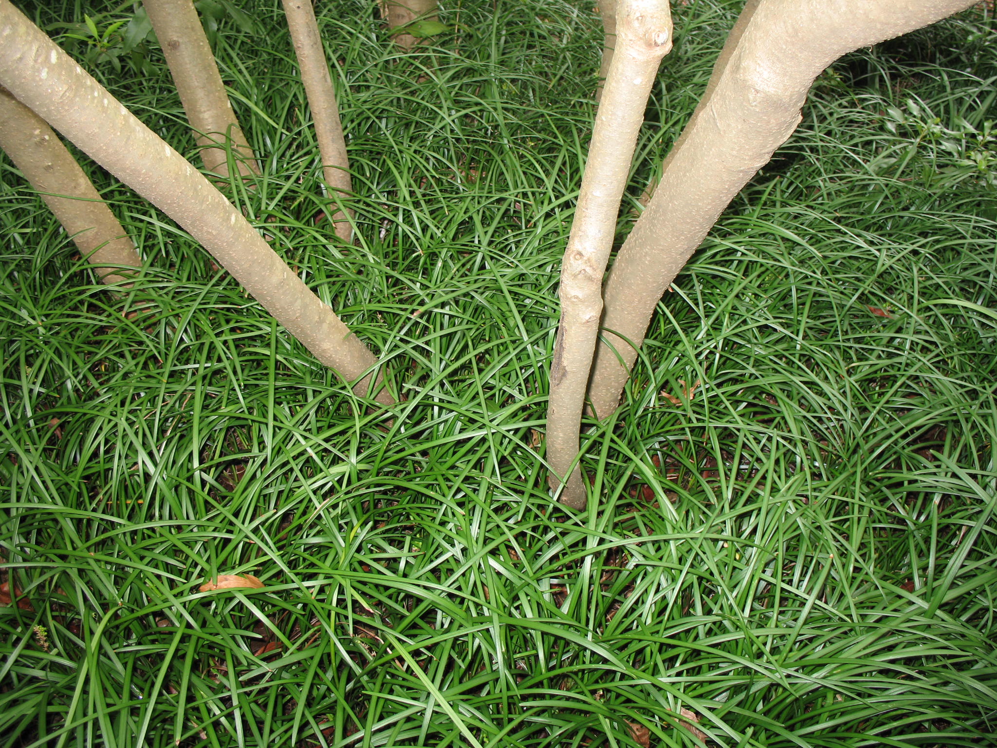 online-plant-guide-liriope-spicata-lily-turf